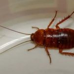 Уничтожение тараканов ВАО